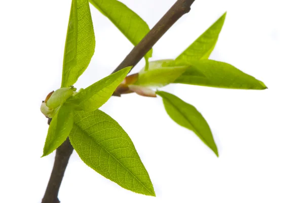 stock image Fresh leaves on white background