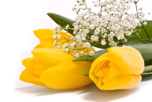 Żółte tulipany na białym tle — Zdjęcie stockowe