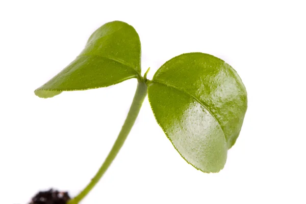 Молоде рослина, макро — стокове фото