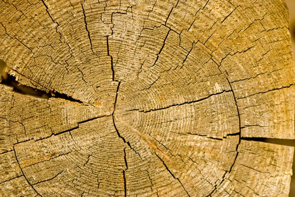 Közeli régi fából készült vágott textúra — Stock Fotó