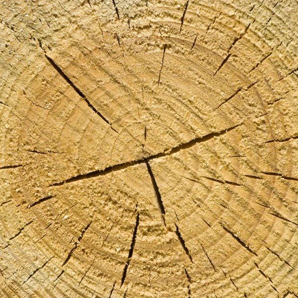 Closeup old wooden cut texture — Stock Photo, Image