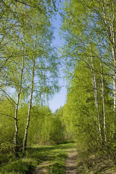 Sunny spring forest — Stock Photo, Image
