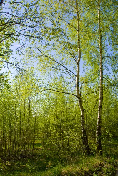 Zonnige voorjaar bos — Stockfoto