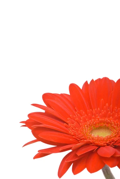 아름 다운 빨간 거 버 꽃 — 스톡 사진