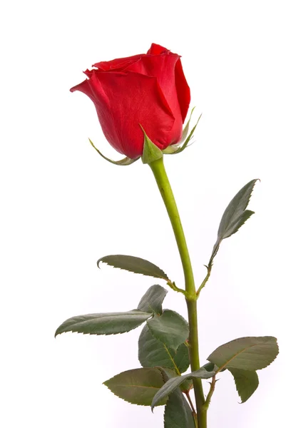 Red rose on a studio white background — Stock Photo, Image