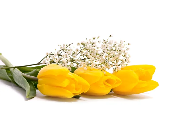 Tulipanes amarillos sobre fondo blanco — Foto de Stock