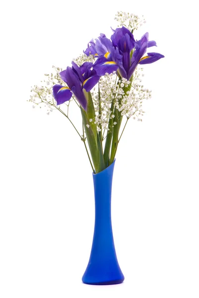 El ramo de los iris sobre el fondo blanco — Foto de Stock