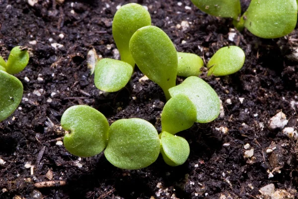 Malá rostlina makro snímek — Stock fotografie