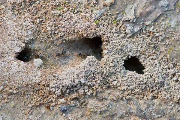 stock image Ants coming in their hideout