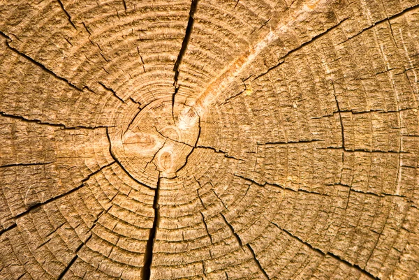 Close-up old wooden cut texture — Stock Photo, Image