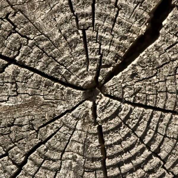Textura de corte de madera vieja de cerca — Foto de Stock