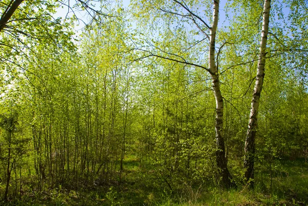 Foresta primaverile soleggiata — Foto Stock