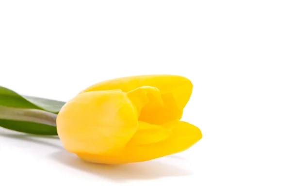 Gelbe Tulpe auf weißem Hintergrund — Stockfoto