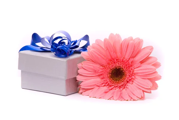 Rosa gerber flor e caixa de presente — Fotografia de Stock