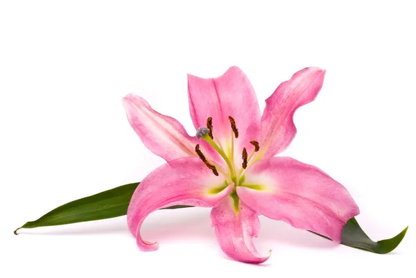 Pink lily on a white background — Stock Photo, Image