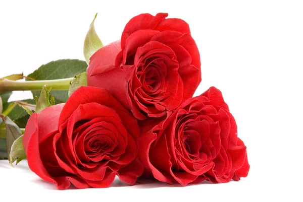Red roses on a studio white background. — Stock Photo, Image