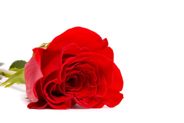 Red rose on a studio white background — Stock Photo, Image
