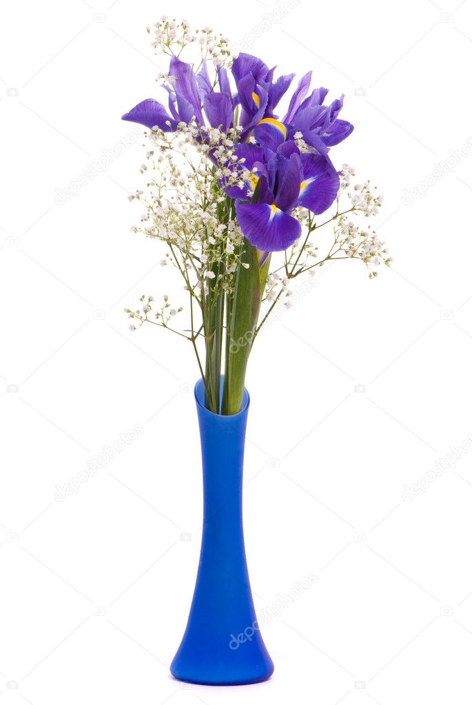 Bouquet of a irises on white background
