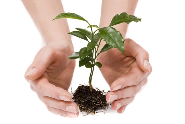 Young plant in woman hand — Stock Photo, Image