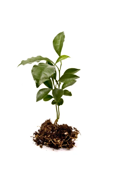 Planta pequeña — Foto de Stock