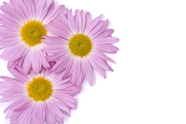 Mjuk rosa blommor — Stockfoto