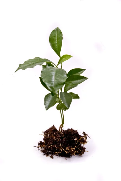 Jonge plant — Stockfoto