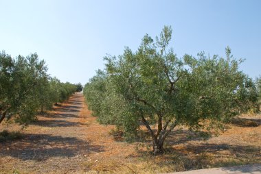 Yunan olive grove