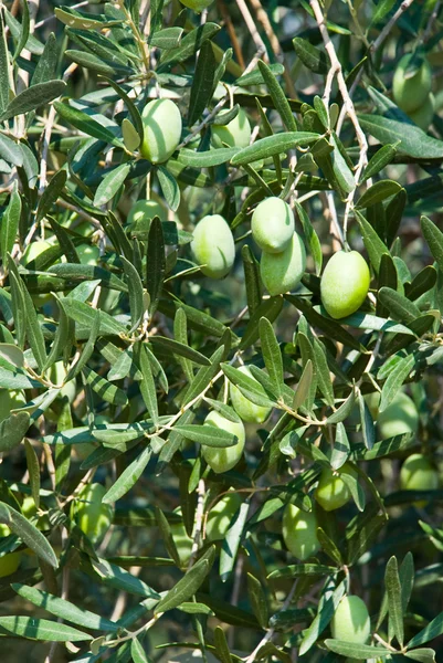Zelené olivy na stromě — Stock fotografie