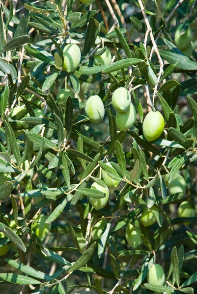 Olive verdi su un albero — Foto Stock