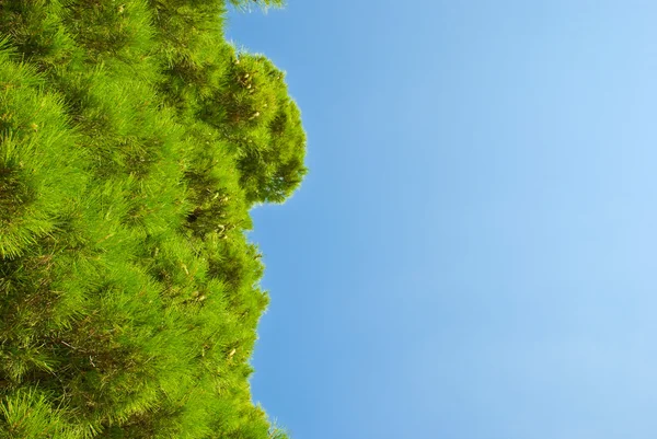 Branches de pin contre le ciel bleu. — Photo