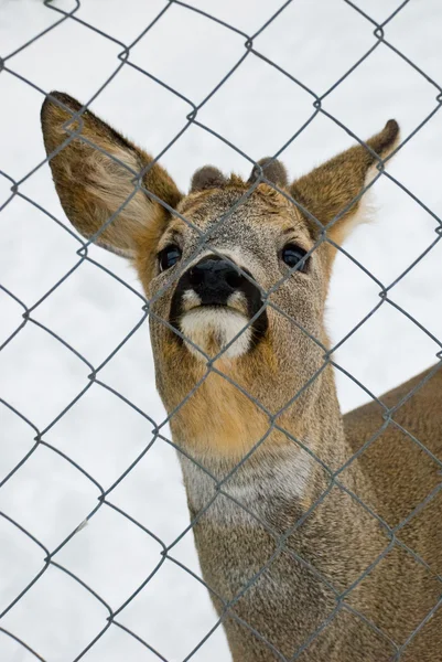 Stock image Deer behind a wire fence