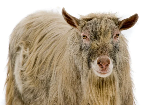 Goat isolated on white background — Stock Photo, Image