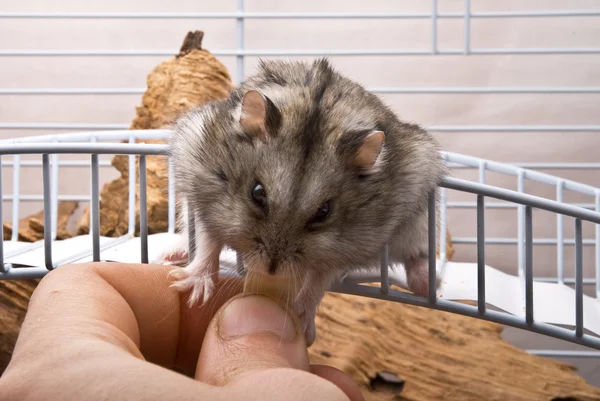Hamster anão comer sementes — Fotografia de Stock