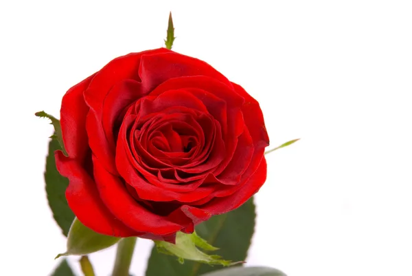 एक स्टूडियो सफेद पृष्ठभूमि पर लाल गुलाब . — स्टॉक फ़ोटो, इमेज
