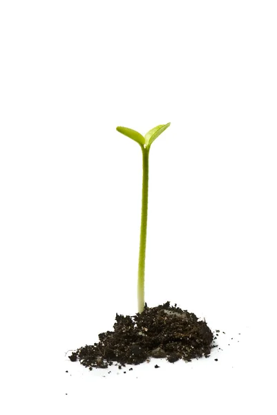 Jovem planta, macro — Fotografia de Stock