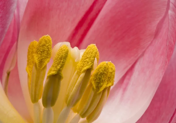 Tulipe rose, macro — Photo