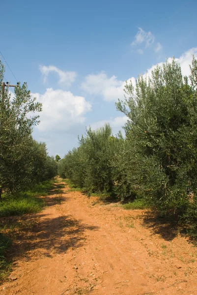 Grecki gaj oliwny — Zdjęcie stockowe