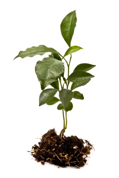 Молодое растение — стоковое фото