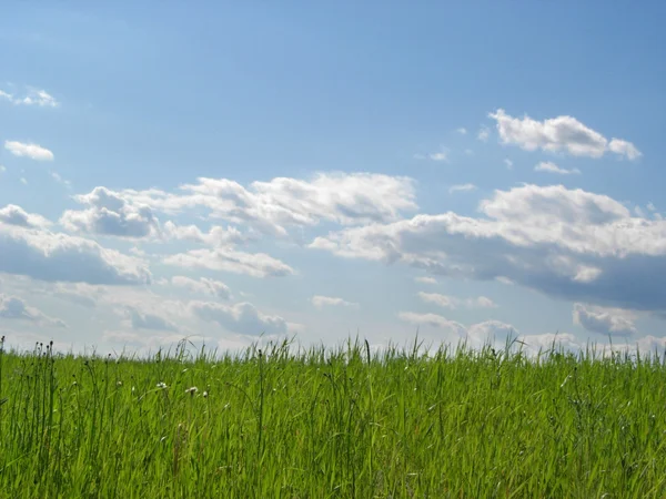 Green Field and Blue Sky — Stock Photo, Image