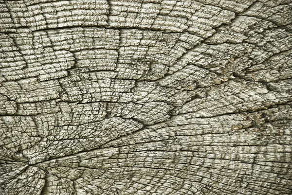 Old wood texture, hi quality background — Stock Photo, Image