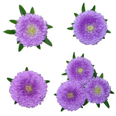 Set of flower heads clipart