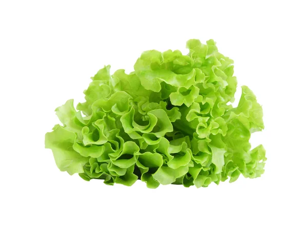 Листя зеленого салати — стокове фото