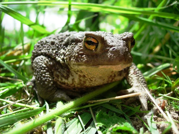 Toad. Natural background. — Stock Photo, Image