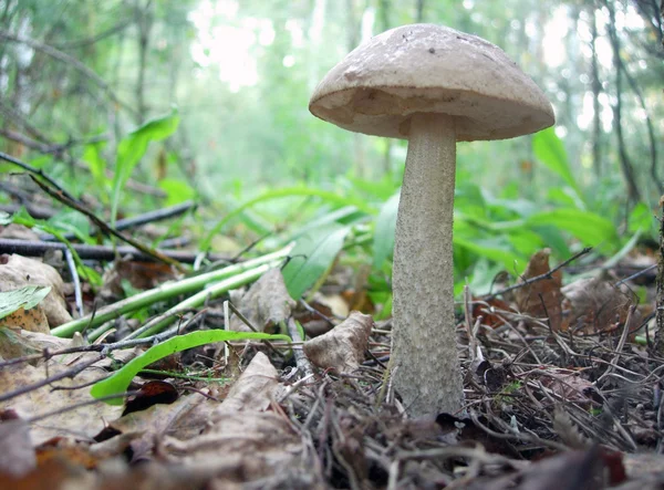 森林蘑菇. — 图库照片