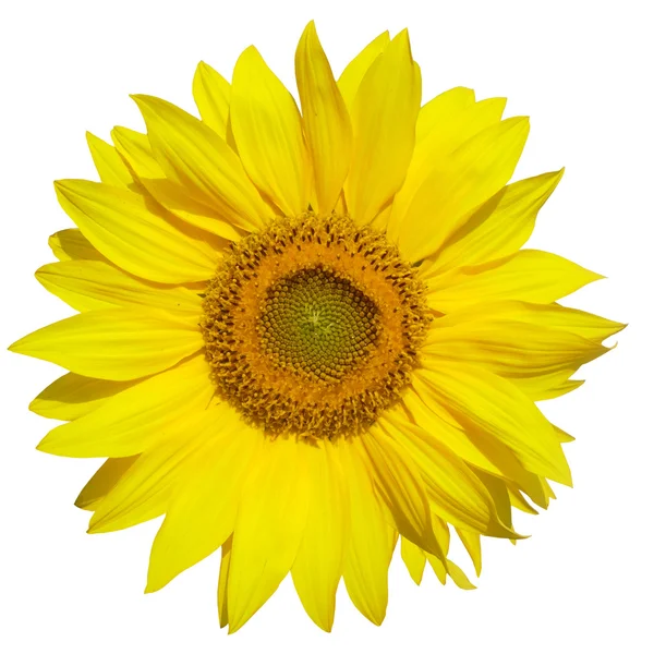 Sunflower isolated on white background — Stock Photo, Image