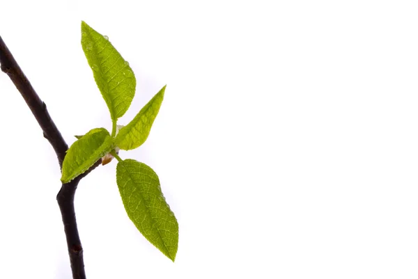 stock image Fresh leaves with water drops