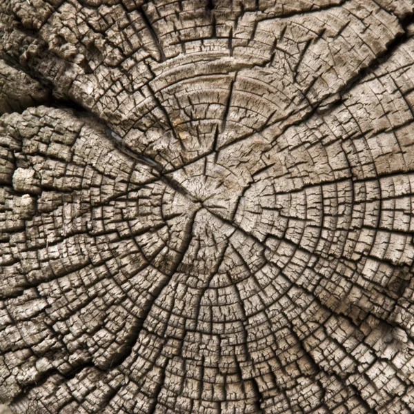 Closeup old wooden cut texture — Stock Photo, Image