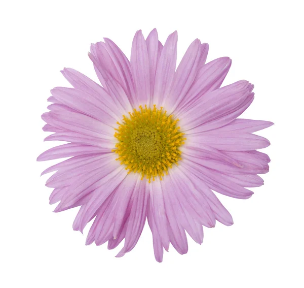 Mjuk rosa blomma — Stockfoto
