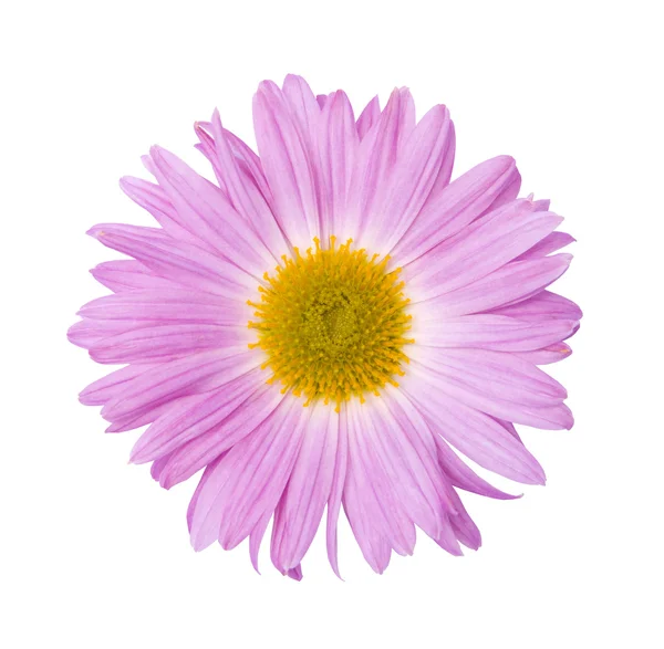 Mjuk rosa blomma — Stockfoto