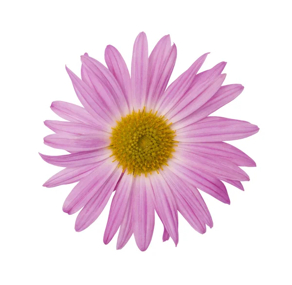 Μαλακό ροζ λουλούδι — Φωτογραφία Αρχείου
